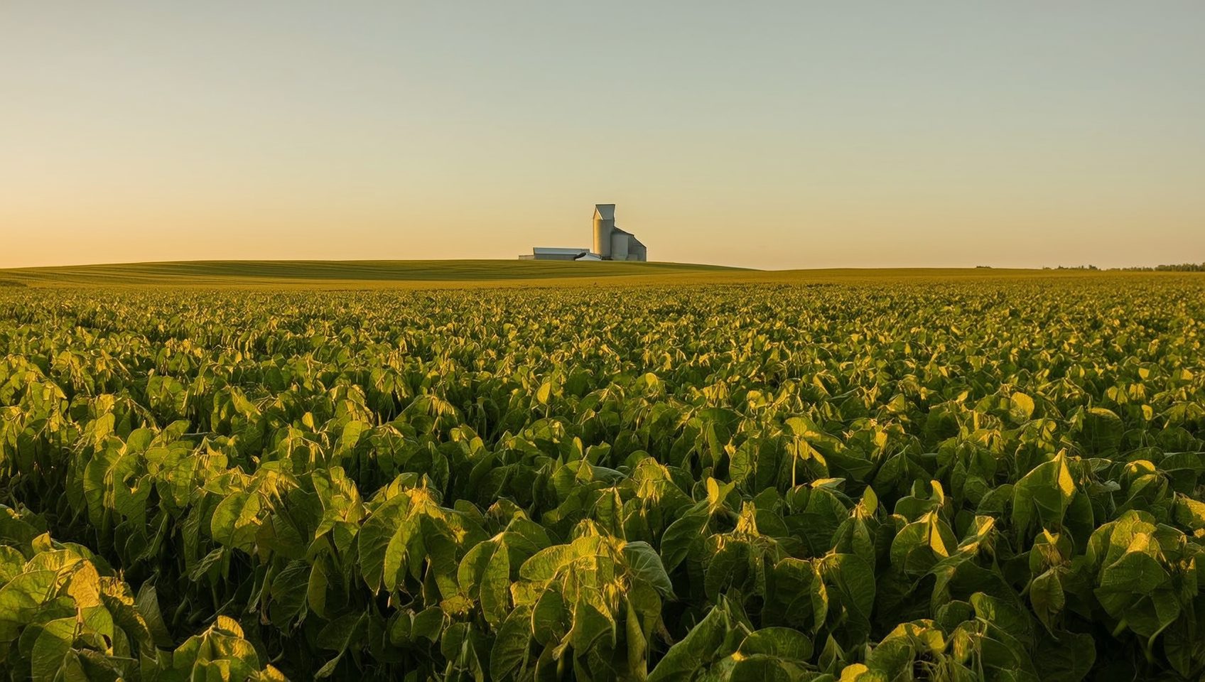New-Crop Soybeans Top $12 — A Forward-Pricing Window Just Opened